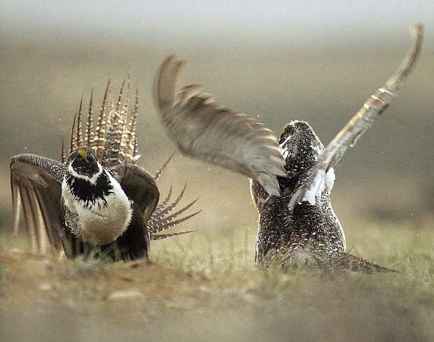 FILE - In this May 9, 2008 file photo, male sage grouses fight for the attention of females southwest of Rawlins, Wyo.