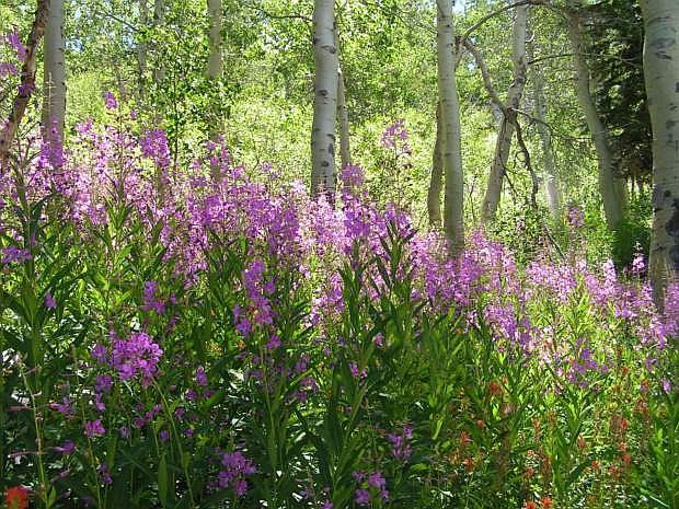 Wildflower walks are planned from 10 a.m. to noon June 7, 9, 13 and 15 at Spooner Lake. The park is home to more than 100 wildflower species.
