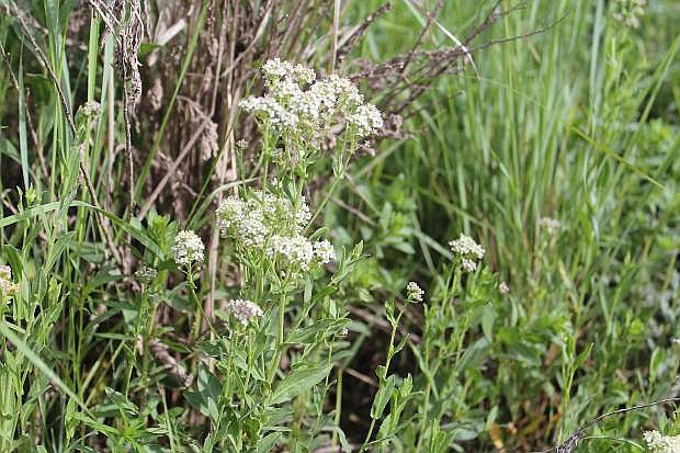 Hoary cress, a common noxious weed in Carson City.