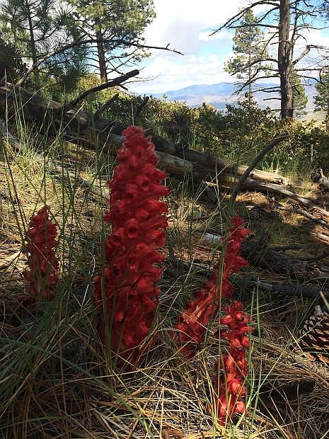 A group of snow plants is seen along the Kings Canyon upper waterfall trail in Carson City on Sunday, May 27.