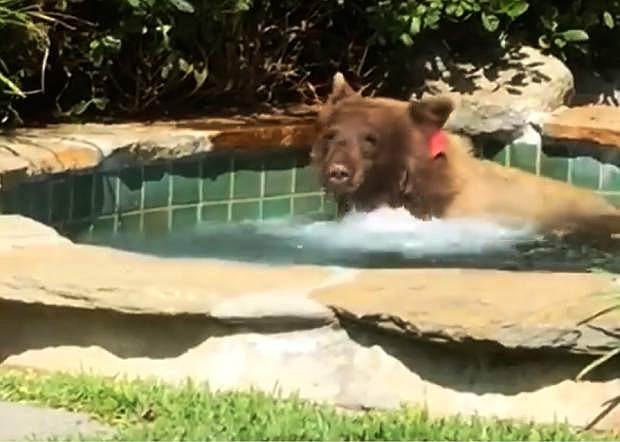 This Friday, June 29, 2018, image made from video released by Mark Hough shows a bear in a hot tub in Hough&#039;s backyard in Altadena, Calif. Hough said he was lounging in his Altadena backyard Friday afternoon when he heard rustling, then saw the bear climbing over a fence into his yard. He retreated inside, leaving his margarita behind, and later saw the bear in the hot tub. (Mark Hough via AP)