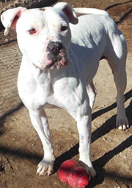 Miss Chleo, a sweet American Staffordshire terrier mix, is four years old. She is looking for a home with no cats or livestock. Miss Chleo loves people and some dogs. She would make a perfect BFF (best furry friend). Come out and meet her.