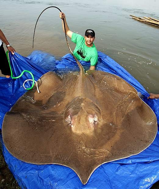 Zeb Hogan, a University of Nevada, Reno professor and host of the National Geographic television program &#039;Monster Fish,&#039; holds the tail of a giant freshwater stingray.