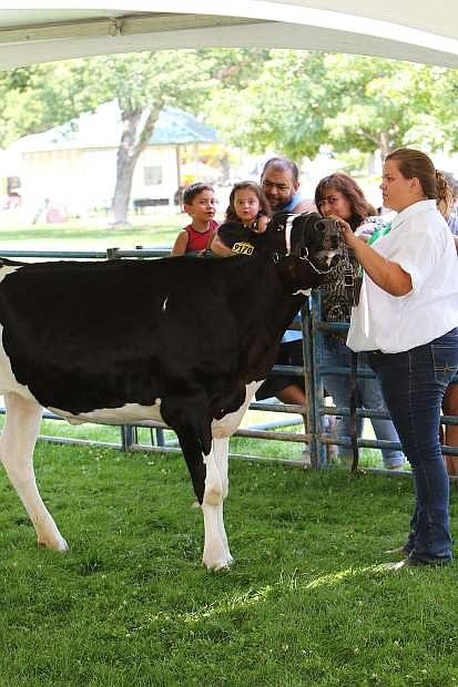 Kayla Holcomb, 16, shows dairy cow &#039;Tedra&#039; Thursday at the fair.