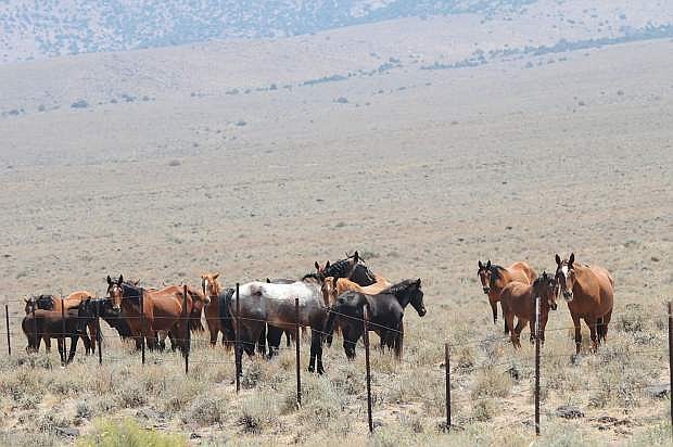 A band of about 15 horses in the Dayton Management Area.
