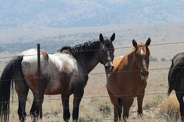 An Appaloosa stallion keeps a wary eye on BLM officials and a reporter.