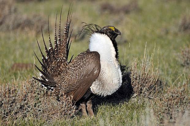 FILE - This March 1, 2010, file photo provided by the U.S. Fish and Wildlife Service shows a greater sage grouse male strutting to attract a mate at a lek, or mating ground, near Bridgeport, Calif. A U.S. judge who ruled earlier federal wildlife officials illegally denied Endangered Species Act protection for a population of bi-state sage grouse in California and Nevada in 2015 has reinstated the proposed listing of the bird as threatened until a new review determines whether it&#039;s on the brink of extinction. (Jeannie Stafford/U.S. Fish and Wildlife Service via AP, File)