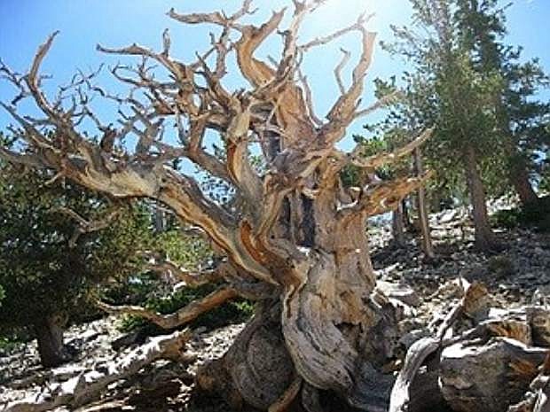 Bristlecone trees are known to live more than 5,000 years, making the species one of the oldest living things in the world.