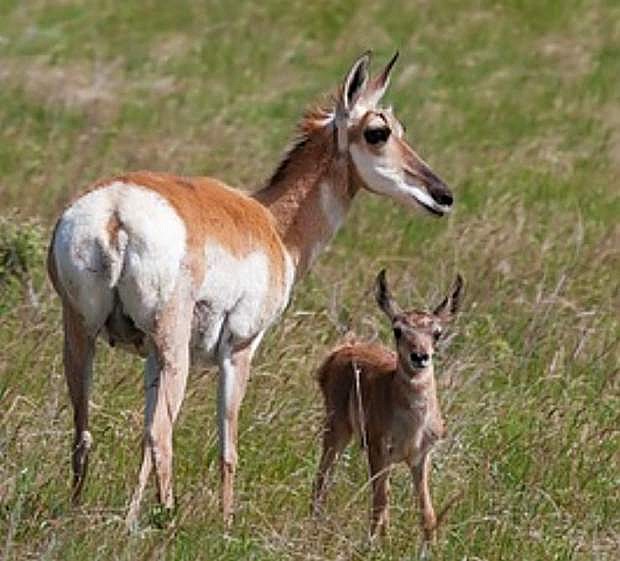 Doe and fawn antelope