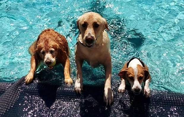 Dogs enjoy the annual Pooch Plunge, being held Sept. 22, 9 a.m. to 3 p.m. at the Carson Aquatic Facility. Next door will be the Community Garage Sale, from 9 a.m. to 1 p.m. in the Carson City Community Center east side parking lot, and the Skateboard &amp; Scooter Competition in Mills Park skate park starting at 10 a.m.
