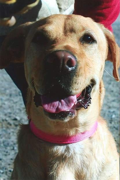 Ziggy is an adorable two-year-old female yellow Lab. She was rescued as a stray and is a bit shy. Ziggy is looking for a family who will appreciate her sweetness. She needs kindness, understanding and love. Come out and meet this darling girl.