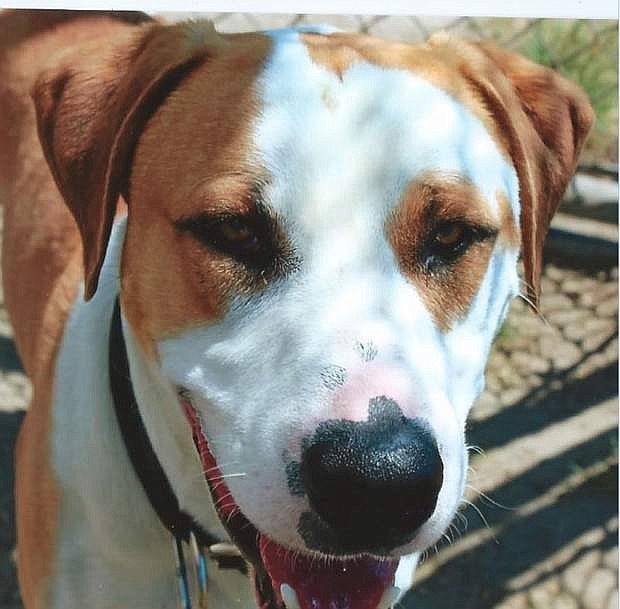 Chewy, an adorable St. Bernard mix, is one year old. He is looking for a home with older children or dogs. Chewy is high energy and loves to play and romp. He is a perfect playmate. Please come out and meet him he is the sweetest guy ever and he wants a forever home.