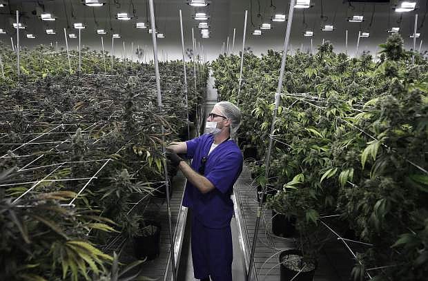 FILE - In this June 28, 2017, file photo, Alessandro Cesario, the director of cultivation, works with marijuana plants at the Desert Grown Farms cultivation facility in Las Vegas. A marijuana trade group says pot production, processing and sales could be a billion-dollar industry in Nevada by 2024. That&#039;s a key finding in an economic analysis being released Friday, Oct. 26, 2018, by the Nevada Dispensary Association. It projects that pot-friendly policies in tourist-oriented Las Vegas and Reno could make Nevada one of the nation&#039;s largest marijuana marketplaces. State officials have reported almost $530 million in pot sales since July 1, 2017. (AP Photo/John Locher, File)