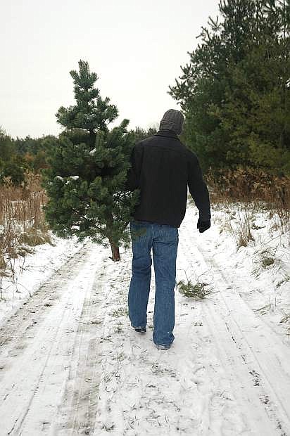 Man carrying a Christmas tree after cutting it down at a tree farm.
