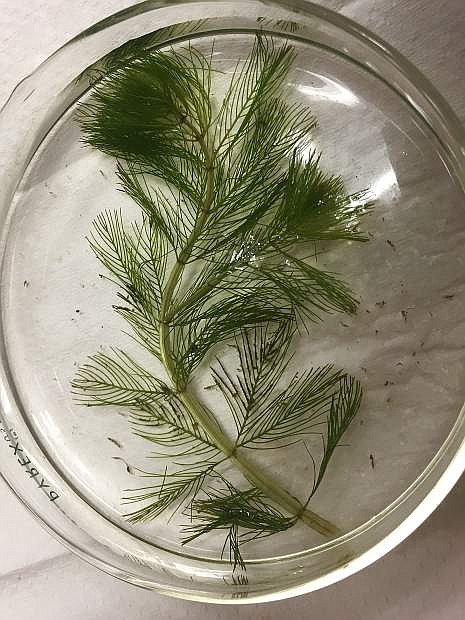 Eurasian watermilfoil was collected from the Mexican Ditch.