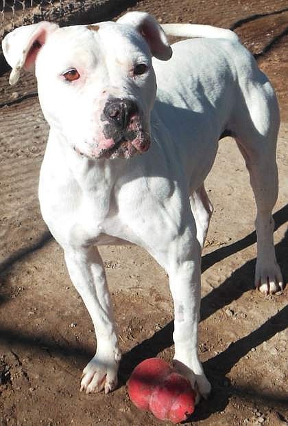 Miss Chleo, a sweet American Staffordshire terrier mix, is four years old. She is looking for a home with no cats or livestock. Miss Chleo loves people and some dogs. Come out and meet her she is charming.