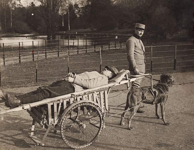 A war dog is used to pull a wounded soldier during World War I.