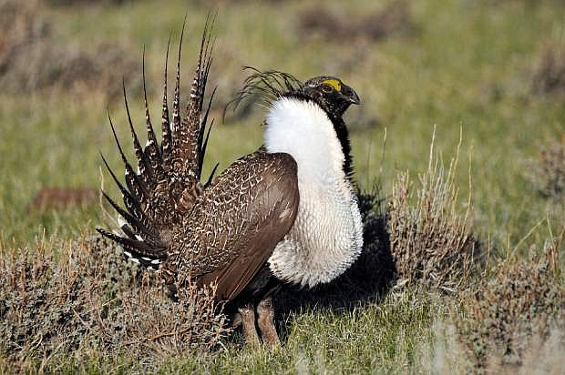A bistate distinct population of the greater sage grouse male strutting to attract a mate at a lek, or mating ground, near Bridgeport, California.