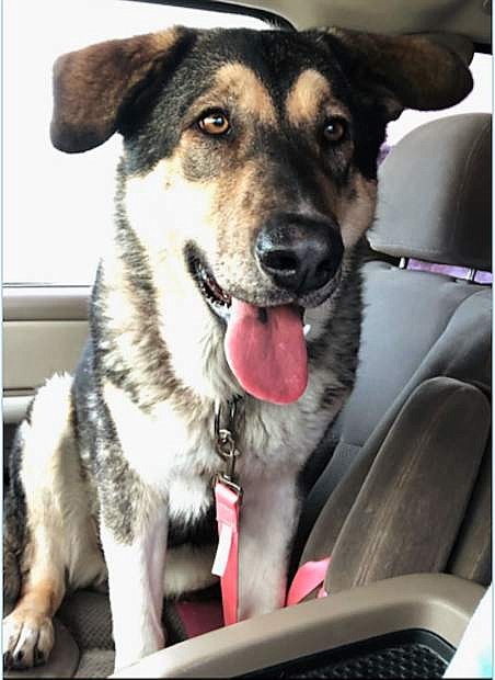 Bella, a cute one-year-old shepherd mix, is full of energy and loves to play. She enjoys water, treats and walks. Bella would like a home for Christmas where she will be petted and cared for. Come out and meet her; she can make your Christmas brighter.