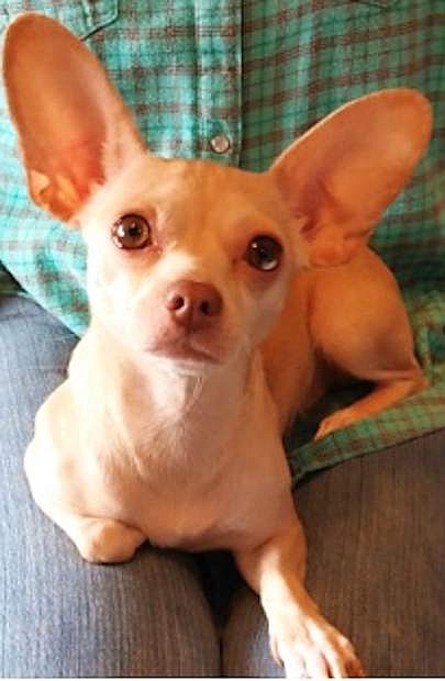 Blondie, an adorable two-year-old Chihuahua mix, is full of huge ears and gorgeous eyes. She is lively and fun. Blondie was shy at first, but she now rules the office. She loves to sit on laps and enjoys treats. Blondie is fantastic company. Come out and meet her; she can make your New Year brighter.