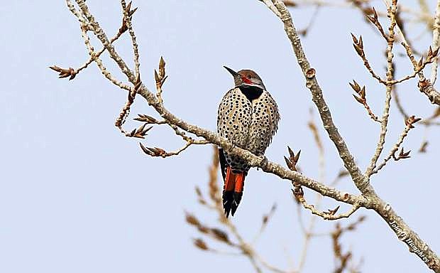 Birder watchers participating in the seventh annual Minden Christmas Bird Count may see a Northern Flicker like this during the counting time.