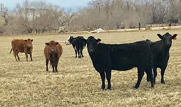 The annual Cattlemen-s Update, which makes a stop in Fallon on Jan.7, focused on cattle markets, cattle grazing, and upcoming and ongoing research projects that impact the Nevada beef industry.