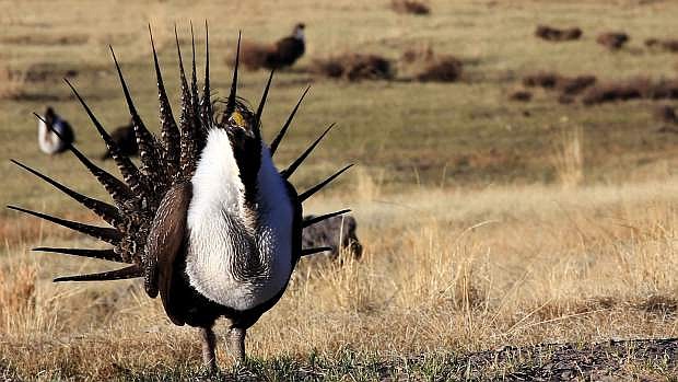 The Interior Department intends to open more public lands to leasing and allow waivers for drilling to encroach into the habitat of greater sage grouse.