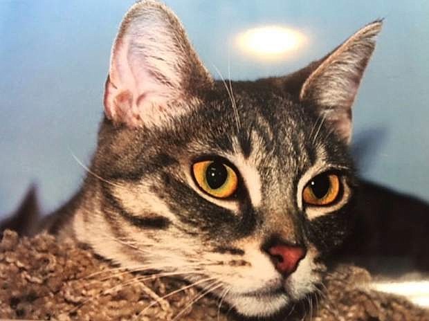 Maggie is an adorable one-year-old gray tabby. She came to CAPS with her sister, Millie, because their owner moved. Maggie is so sweet and loveable that she will bring joy to your life.