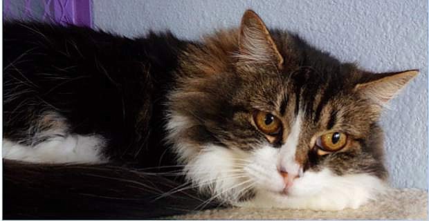Gretchen, is a lovely two-year-old tabby with gray-and-white medium fur. She would be purrfect for your new BFF (best furry friend ) because she is loving and oh so soft. Come out and meet her; she is looking for a home with a warm sunny window ledge to bask on.