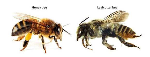 Coming soon to Carson City: The master pollinator leaf cutter bee can easily be mistaken for a honey bee.