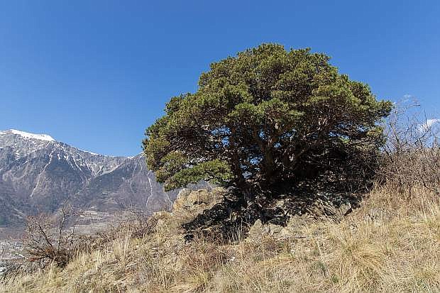 Swiss mountain pine (pinus mugo) in the sunny slopes of the Rhone Valley in Valais, Switzerland. The Swiss mountain pine is also called creeping pine, dwarf mountainpine or mugo pine.