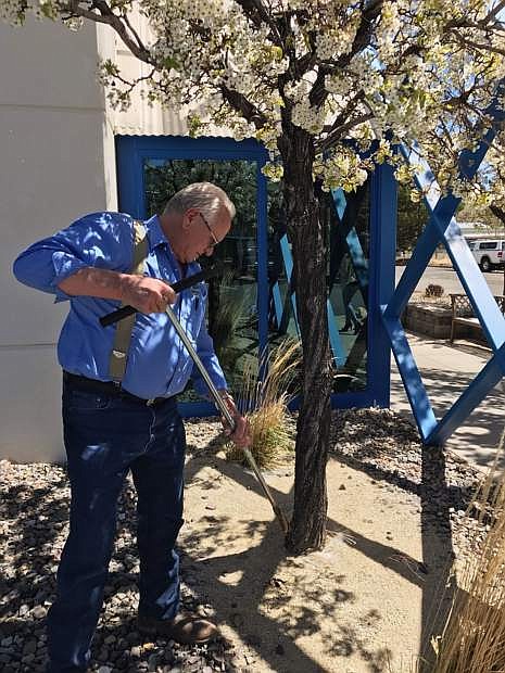 Ron Bell takes a sample of soil from a tree at the Nevada Appeal.