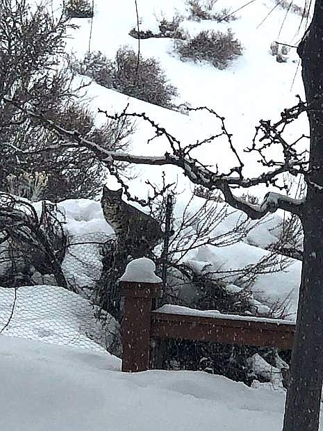 Millie Karol captured a photo of bobcat in the snow in the Westwood/Timberline area of Carson City.