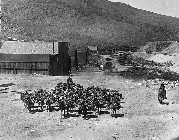 This photograph by J. Holman Buck shows wood being hauled by a team of burros in Bodie, Calif., in 1908. Photo courtesy of Nevada Historical Society