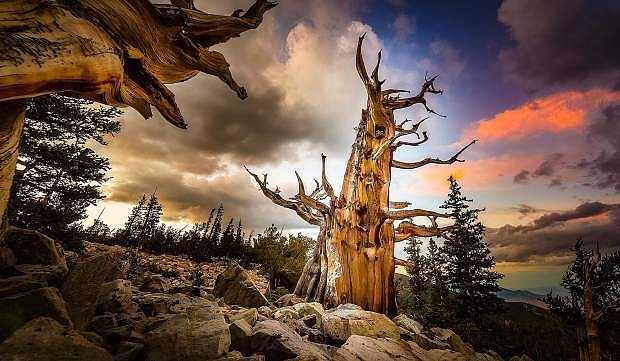 &quot;Standing Stately: The Ancient Bristlecone, Pine&quot; by Kelly Carroll.