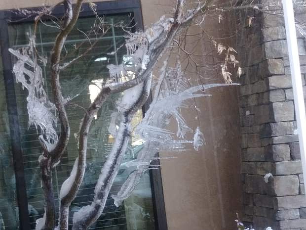 Nancy Johnson submitted this photo of an interesting ice formation on a leafless bush.