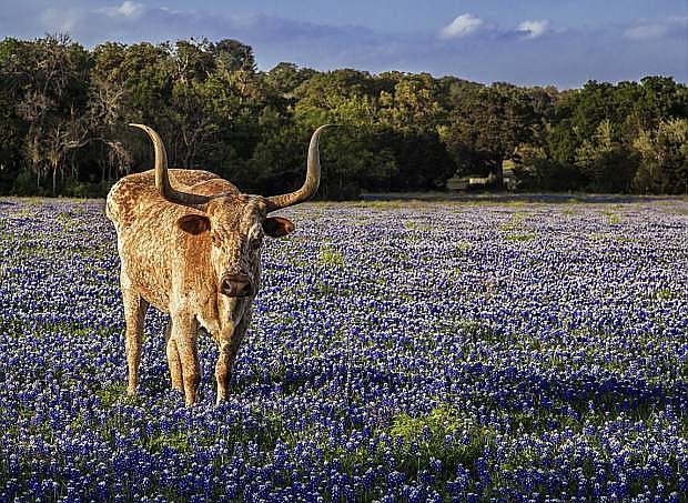 A Texas longhorn stands in a field of Texas Bluebonnets.