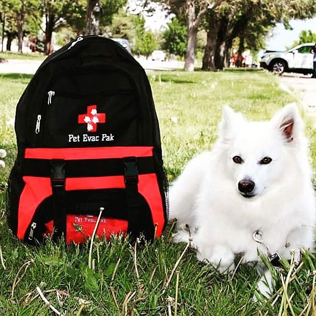 Pet Evac Pak for large dogs.