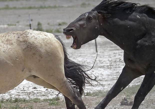 FILE - In this June 29, 2018 file photo, wild horses chase each other at a watering hole near Salt Lake City. Animal welfare groups have reached a milestone agreement with ranching interests to save wild mustangs from slaughter but the compromise has opened a nasty split among horse advocates. The Humane Society of the United States and the American Society for the Prevention of Cruelty to Animals say their proposal backed by the National Cattlemen&#039;s Beef Association and the American Farm Bureau Federation would eliminate the threat of slaughter for thousands of free-roaming horses primarily by spending millions of dollars on expanding fertility controls on the range. (AP Photo/Rick Bowmer,File)