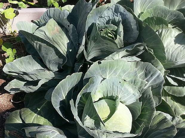 Participants in the Carson City Community Garden will have space to grow their own fresh vegetables, such as cabbage.