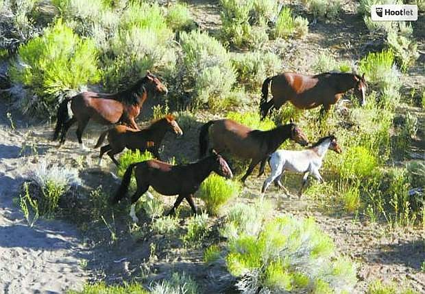 Wild horses run on the Virginia Range during a horse count conducted by the Virginia Range Wildlife Protection Association in 2008.