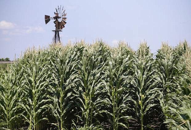 FILE - In this July 11, 2018, file photo, a field of corn grows in front of an old windmill in Pacific Junction, Iowa. President Donald Trump cast a fog of misinformation over the U.S. trade dispute with China, floating inaccurate numbers and skewed economic theories as big tariffs kicked in on Chinese goods. (AP Photo/Nati Harnik, File )