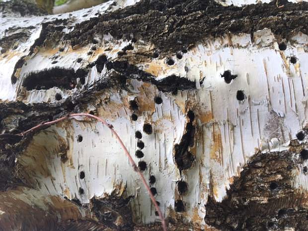 The holes on the trunk of an old birch are seen here.