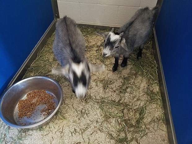 Lisa Russell, shelter manager, is hoping to find the owner of a pair of pygmy goats brought to the Nevada Humane Society Carson City animal shelter after being found on I-580.