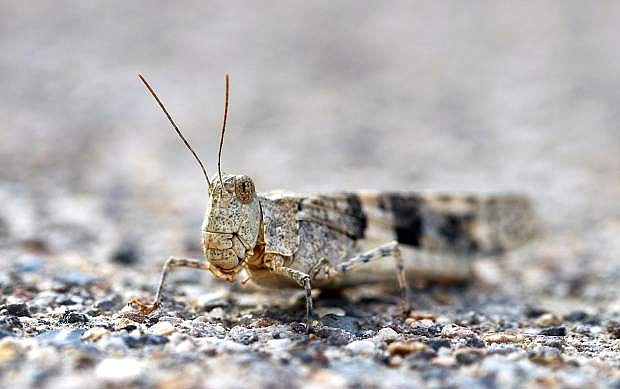 This Thursday, July 25, 2019, photo shows a pallid-winged grasshopper on a sidewalk outside the Las Vegas Sun offices in Henderson, Nev.  A migration of mild-mannered grasshoppers sweeping through the Las Vegas area is being attributed to wet weather several months ago. (Steve Marcus/Las Vegas Sun via AP)