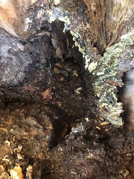 A beehive was discovered inside a downed tree in Riverview Park Friday and by Saturday about 10,000 bees had been rescued.