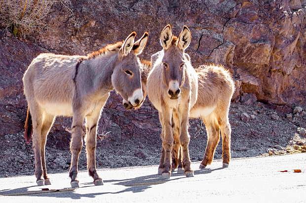 This undated photo provided by the U.S. Bureau of Land Management shows two feral burros in the Mojave Desert within the BLM&#039;s Needles, Calif., Field Office. Someone has been killing the wild burros of California&#039;s Mojave Desert, and the BLM is offering up to $10,000 to anyone who can help catch the culprit. Over the past three months, 42 dead burros with gunshot wounds have been found along a 60-mile stretch of Interstate 15, the main highway linking Los Angeles to Las Vegas. (U.S. Bureau of Land Management via AP)