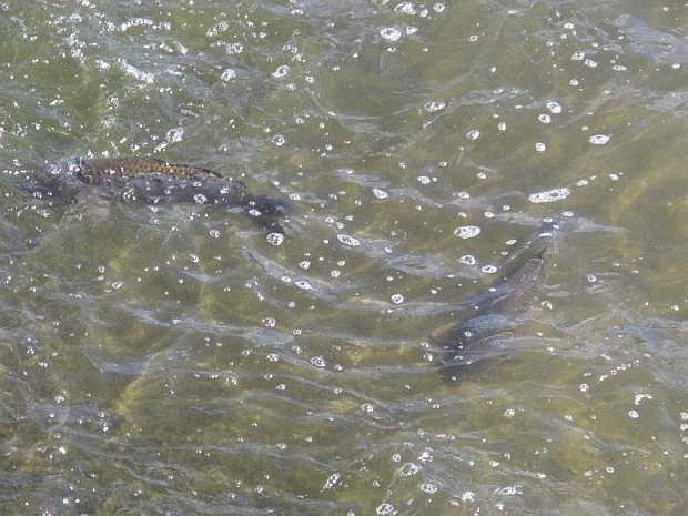Carp swim in the Truckee River just below the Derby Dam on Wednesday.