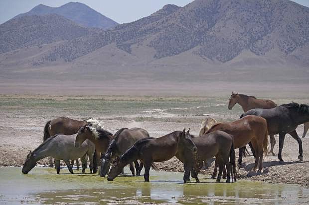 FILE - In this June 29, 2018 file photo, wild horses drink from a watering hole outside Salt Lake City. A Senate panel has approved $35 million for a new wild horse initiative backed by animal welfare groups and the livestock industry but condemned by the largest mustang protection coalition that says it would put the free-roaming animals on a path to extinction. (AP Photo/Rick Bowmer, File)