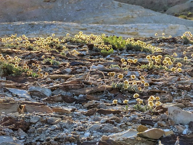 This June 1, 2019 photo shows the rare desert wildflower Tiehm&#039;s buckwheat in the Silver Peak Range about 120 miles southeast of Reno, Nev., the only place it is known to exist in the world. The center has filed a petition to list it as an endangered species and is suing to U.S. Bureau of Land Management to try to protect it against mining operations in Nevada that the center says could lead to the flower&#039;s extinction. (Patrick Donnelly/Center for Biological Diversity via AP)